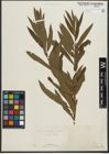 Foto von Salix purpurea L. x Salix viminalis L.